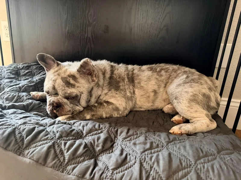 A young medium-sized male French Bulldog dog named Breeze for adoption in Las Vegas, NV