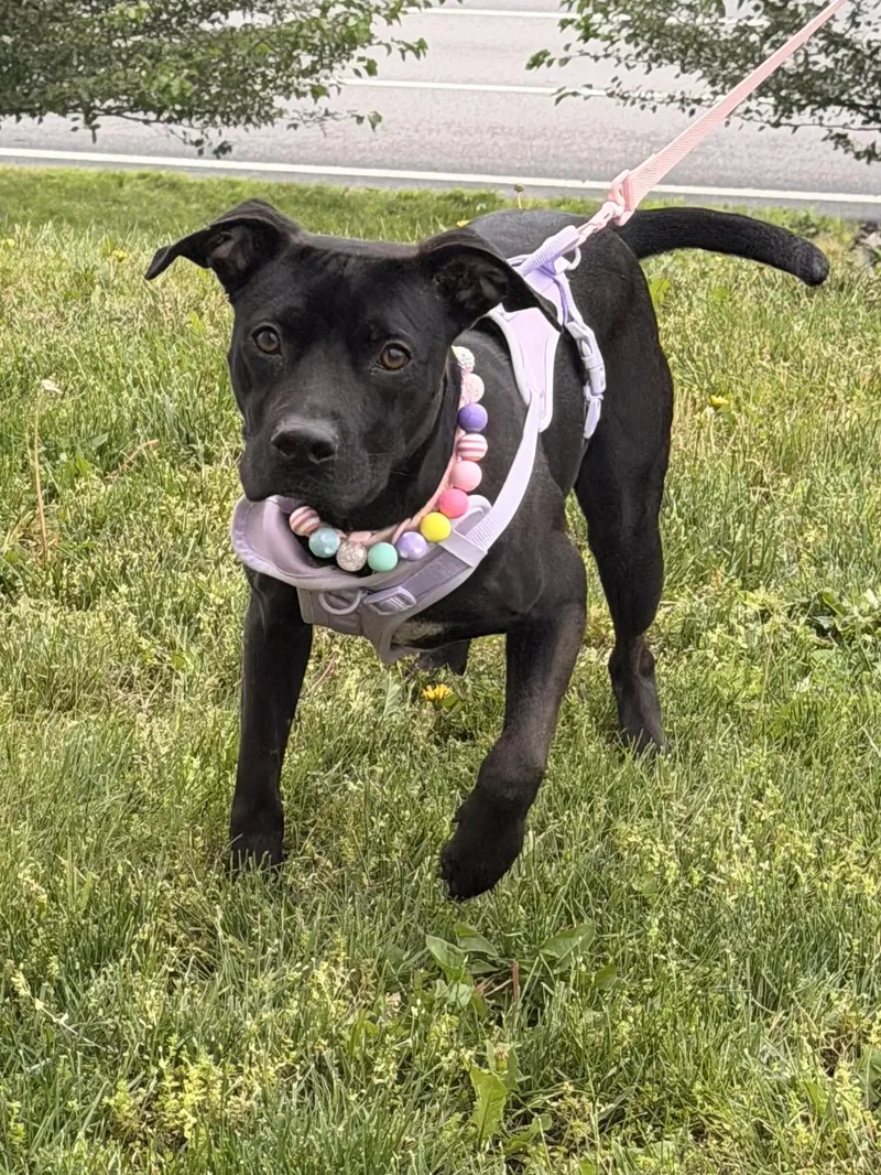 A young medium-sized female Labrador Retriever dog named Whitney for adoption in Houston, TX