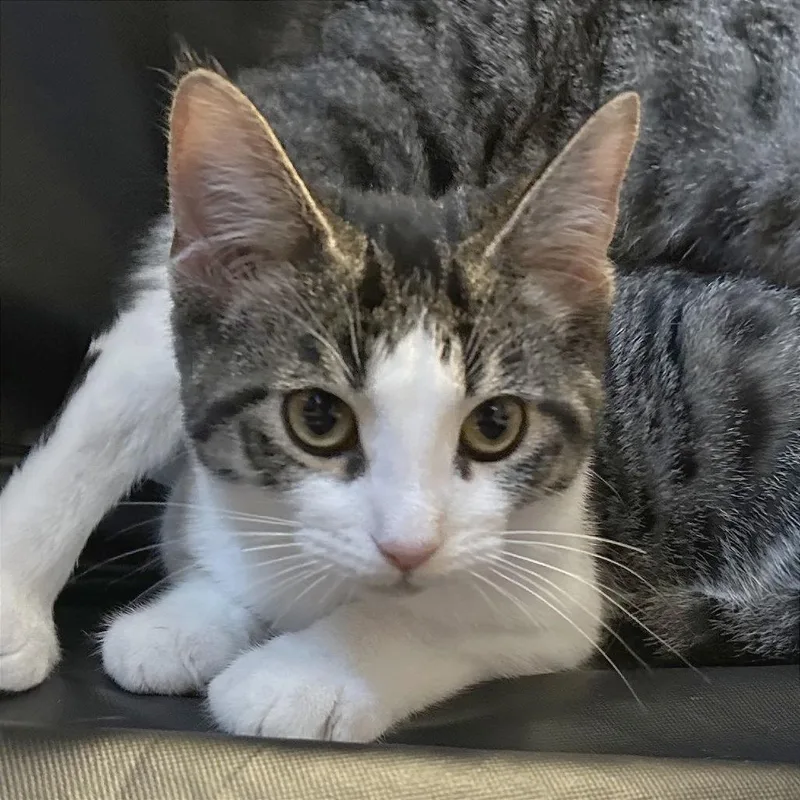 A baby small-sized male Brown / Chocolate Domestic Short Hair cat named Buck for adoption in Traverse City, MI