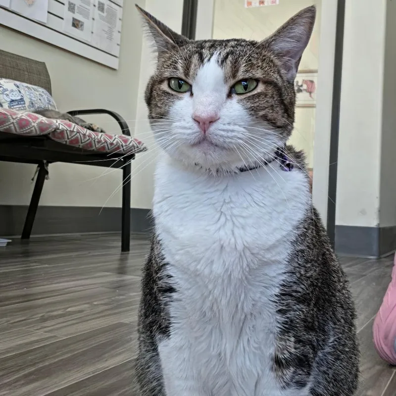 An adult large-sized female Brown / Chocolate Domestic Short Hair cat named Jane for adoption in Las Vegas, NV