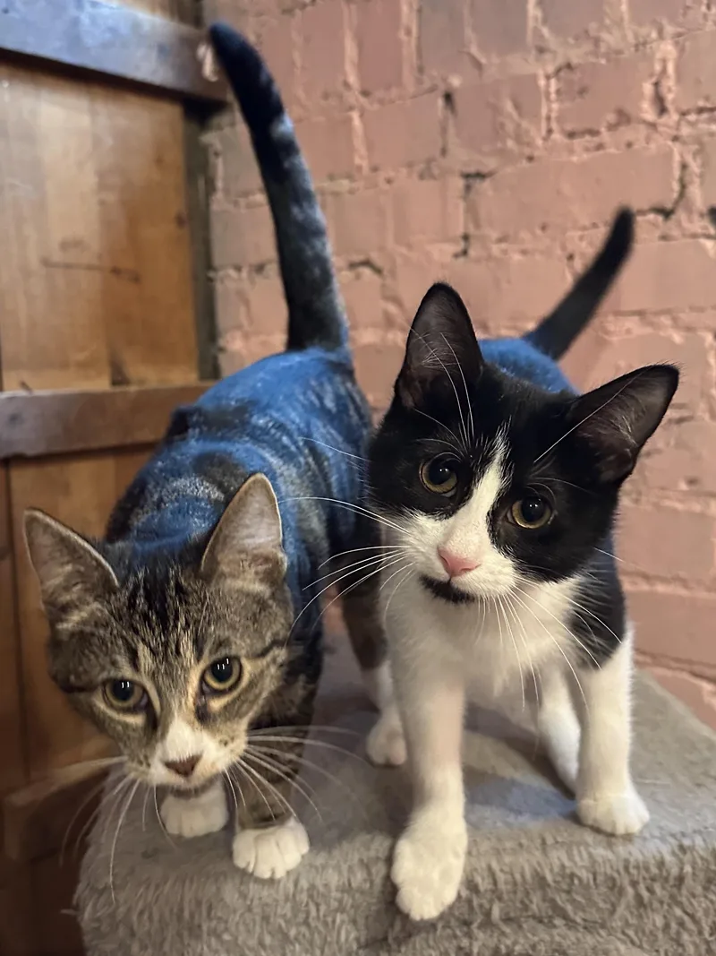 A baby small-sized female Black & White / Tuxedo Domestic Short Hair cat named Skimmer & Dasher for adoption in Milwaukee, WI