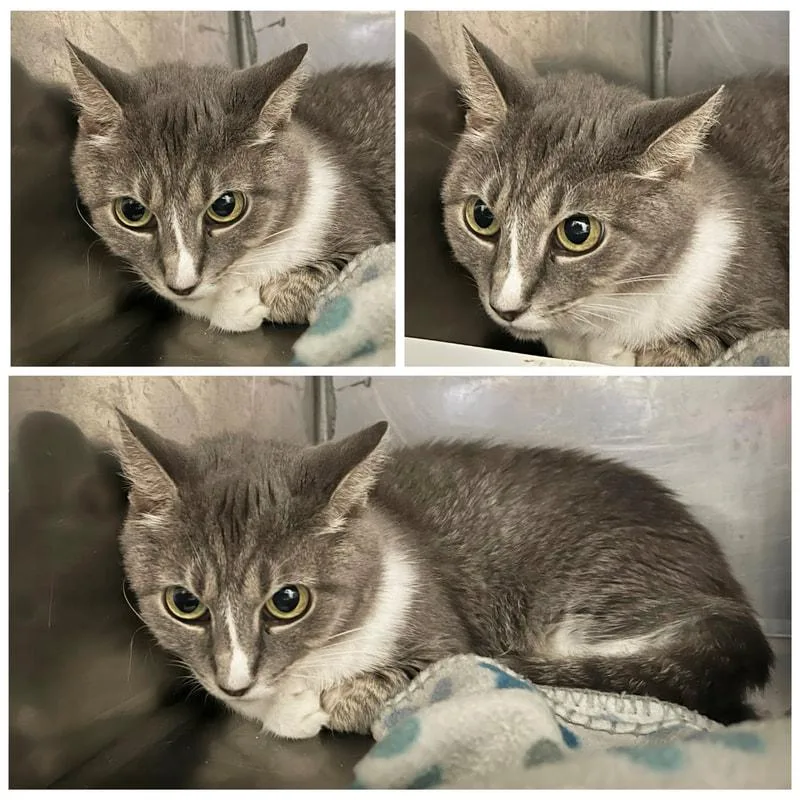 An adult medium-sized female Domestic Short Hair cat named Cilly for adoption in Dublin, VA
