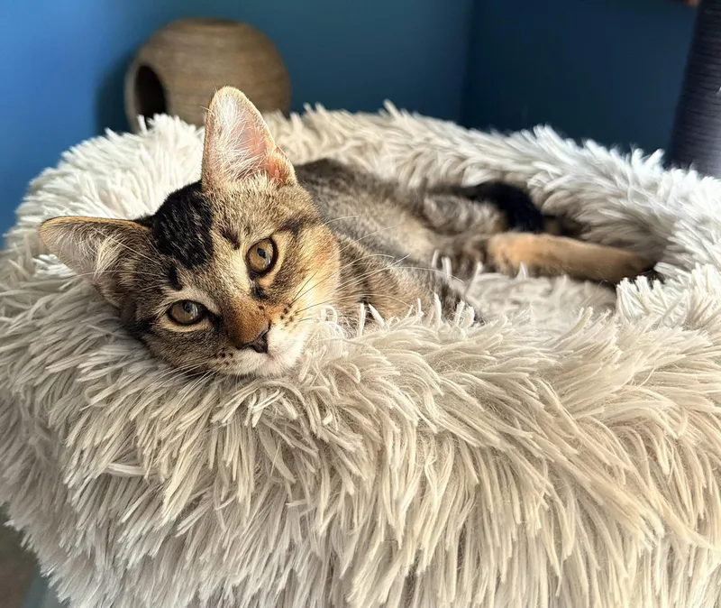 A baby small-sized female Tabby (Brown / Chocolate) Tabby cat named Sanibel for adoption in Melbourne, FL