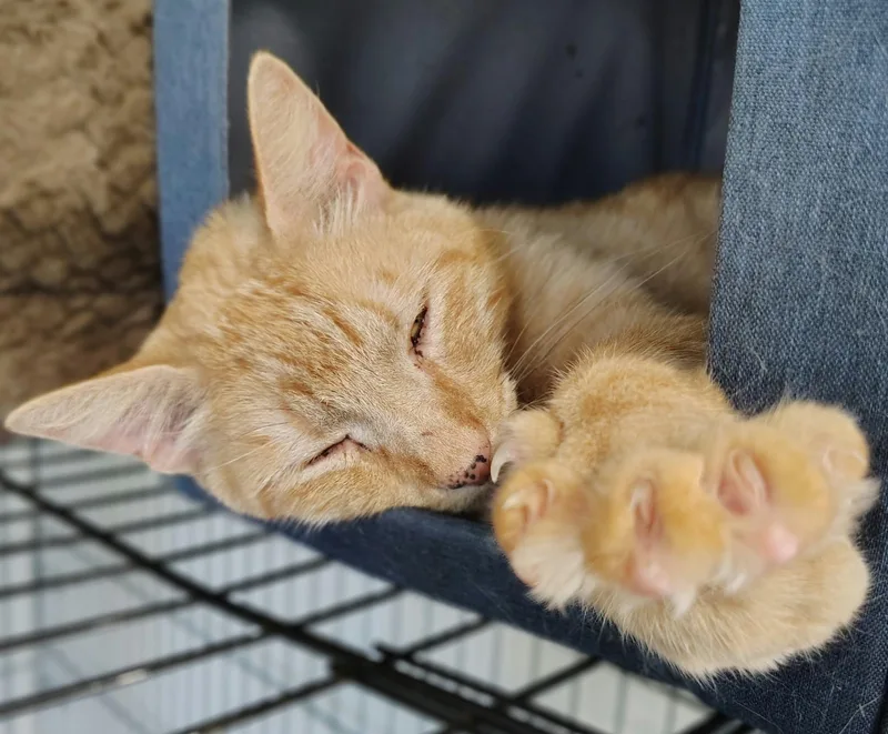 An adult medium-sized male Domestic Short Hair cat named King for adoption in Oakville, WA