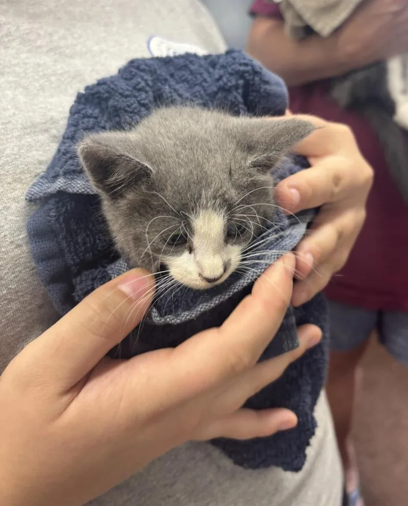 A baby small-sized female Domestic Short Hair cat named Ghost for adoption in Mexico, MO