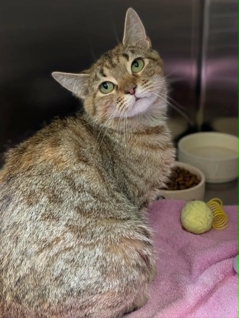 An adult medium-sized female Tabby (Orange / Red) Domestic Short Hair cat named Tumble for adoption in Chambersburg, PA