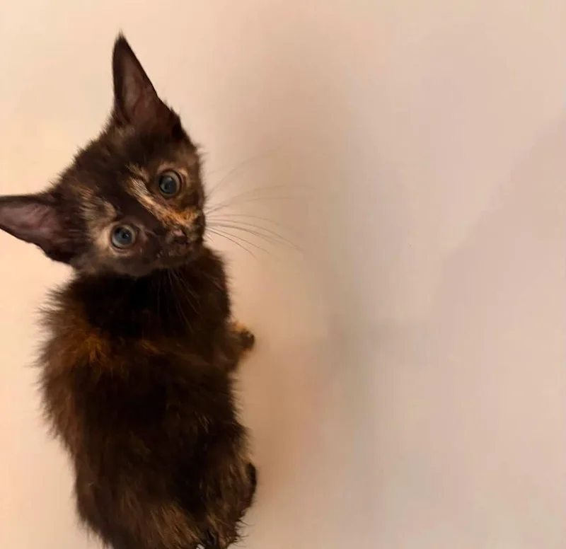 A baby small-sized female Tortoiseshell cat named Shelby for adoption in Clarksville, TN