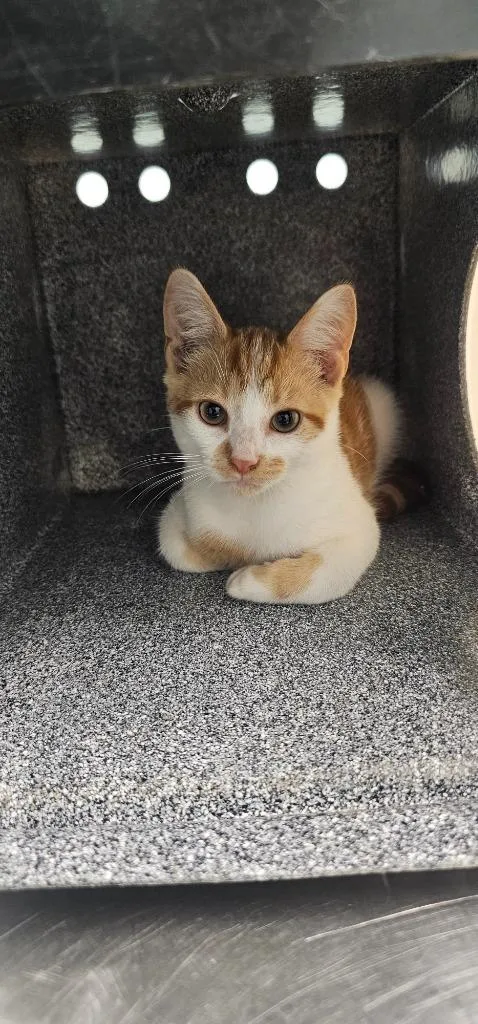A baby small-sized male Domestic Short Hair cat named Sesame for adoption in Athens, TN