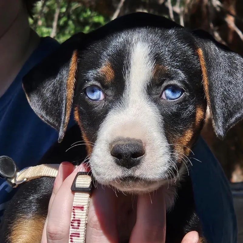 A baby small-sized female German Shepherd Dog dog named Cedar Lola for adoption in Lakewood, CO
