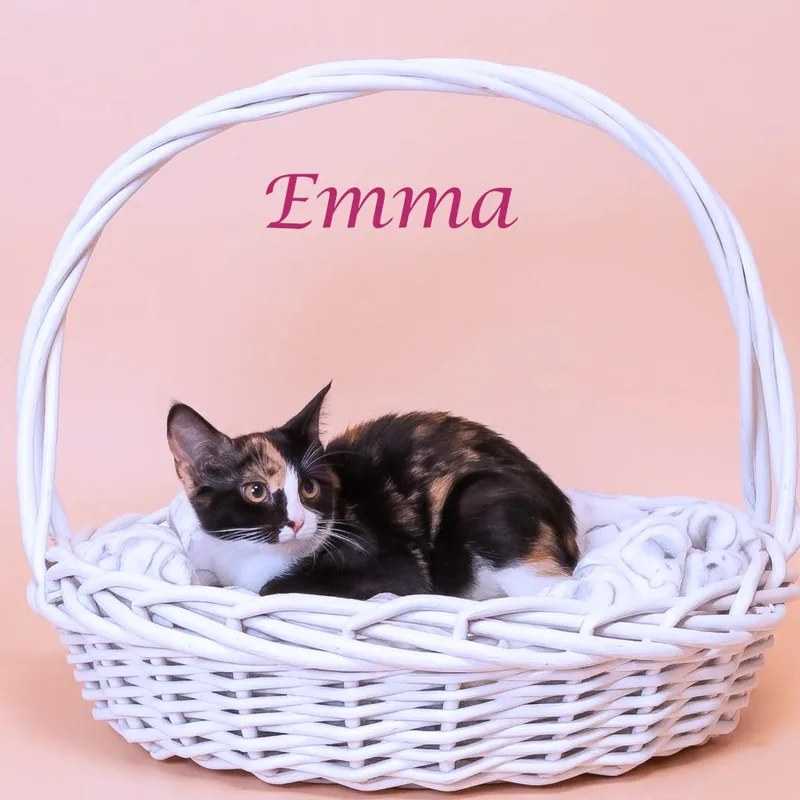 A baby small-sized female Tortoiseshell Domestic Short Hair cat named Emma C for adoption in Lebanon, TN