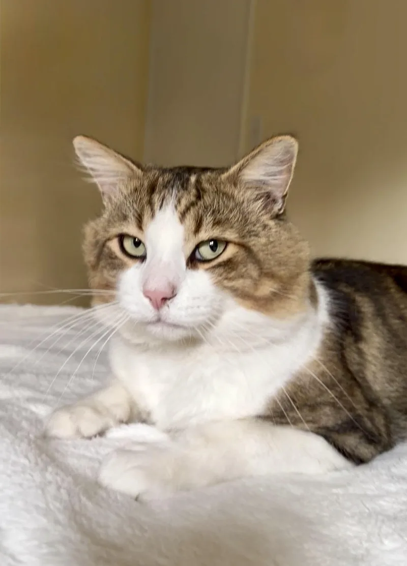 A young large-sized male Domestic Medium Hair cat named Leopoldo for adoption in San Rafael, CA