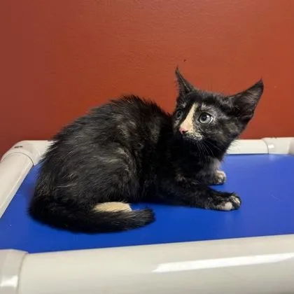 A baby small-sized female Domestic Short Hair cat named Wren for adoption in Janesville, WI