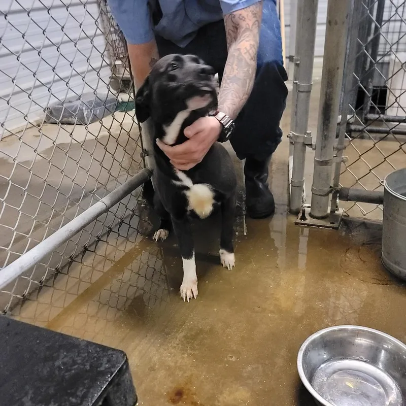 An adult medium-sized female Black Pit Bull Terrier dog named Star for adoption in Dillon, SC