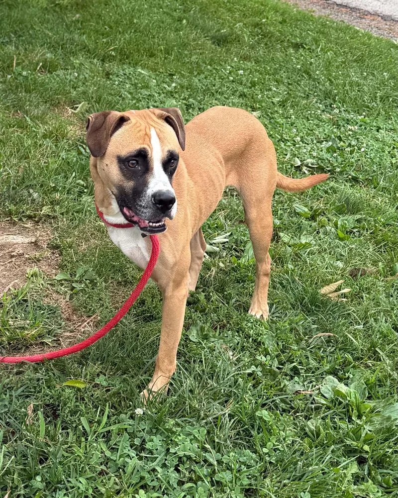 An adult medium-sized male Boxer dog named Benji for adoption in Springfield, IL