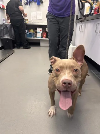 An adult medium-sized female Mixed Breed dog named Carly for adoption in West Chester, PA