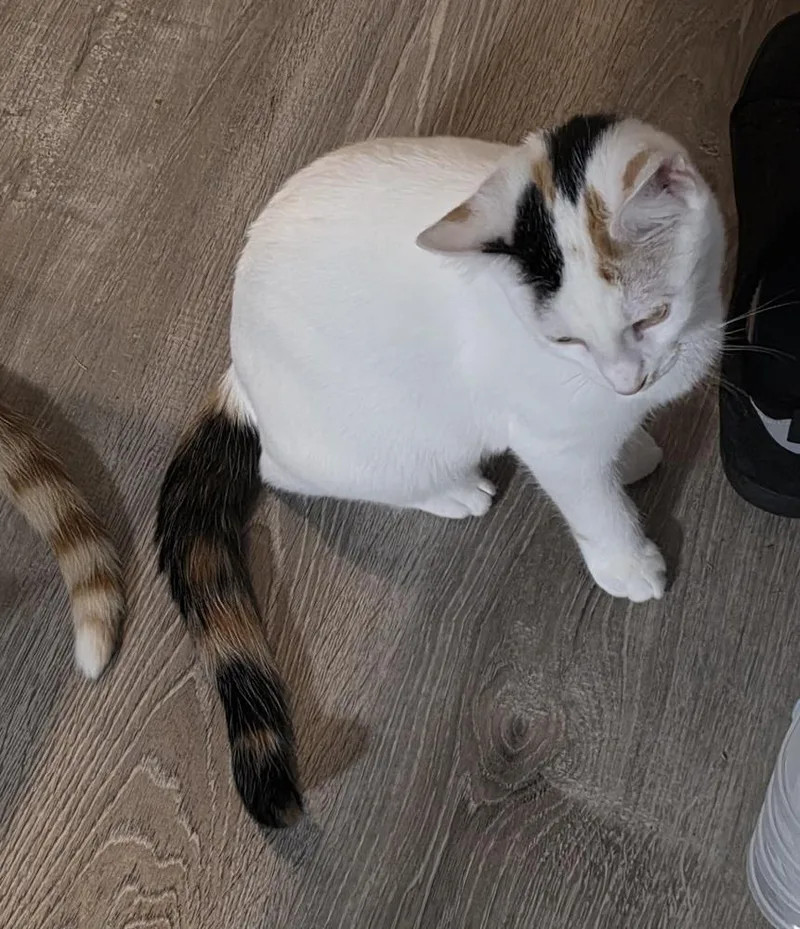 A young medium-sized female Black & White / Tuxedo Turkish Van cat named Cat Middleton for adoption in Cary, NC