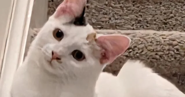 Cat Middleton thumbnail 2