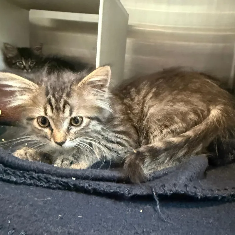 A baby small-sized female Domestic Medium Hair cat named Luna is at Petsmart for adoption in Cedaredge, CO