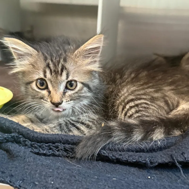 Luna is at Petsmart thumbnail 2