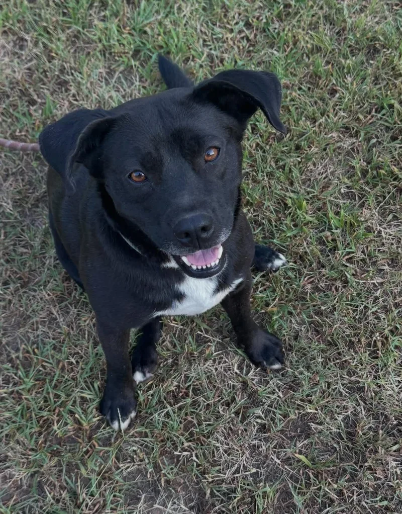 A young medium-sized male Black Mixed Breed dog named Toby for adoption in Okemah, OK