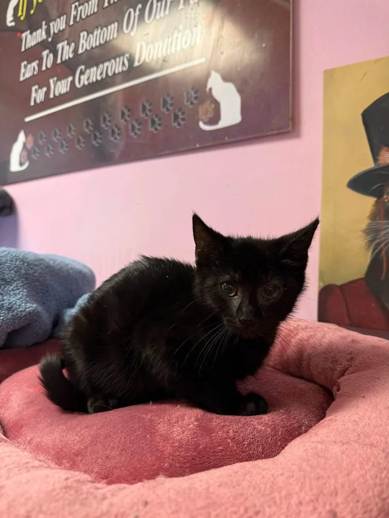 A young small-sized female Black Domestic Short Hair cat named Dana Scully for adoption in Freeport, NY