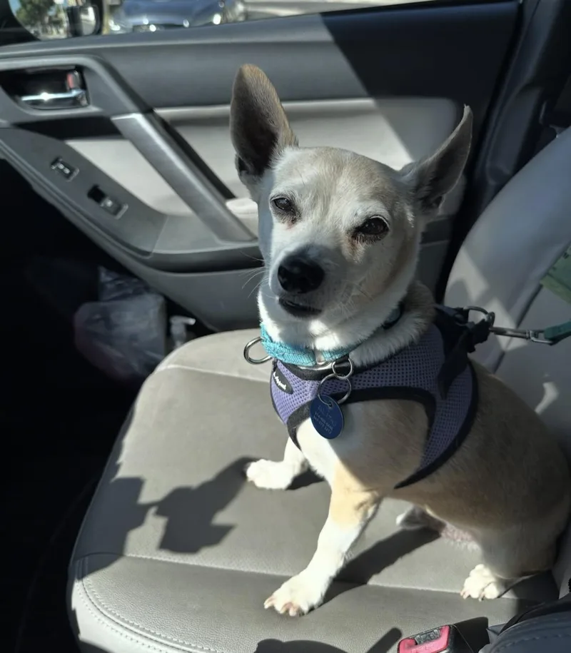 A senior small-sized male Chihuahua dog named Alitas for adoption in Pasadena, CA