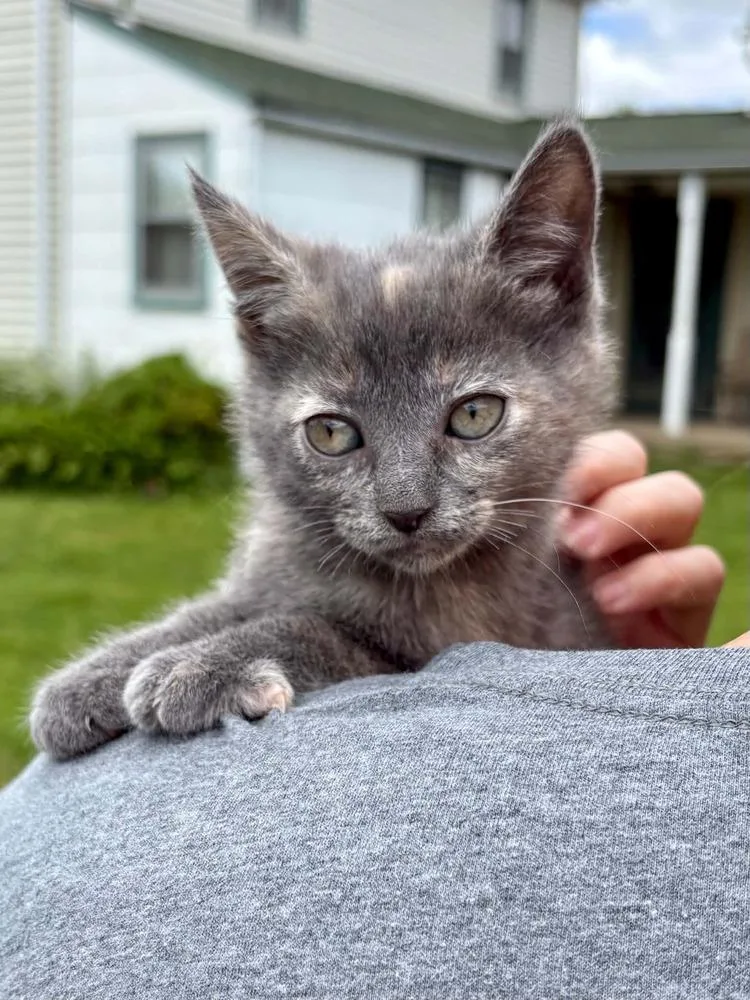 A baby medium-sized female Domestic Short Hair cat named Razzle for adoption in East Greenville, PA