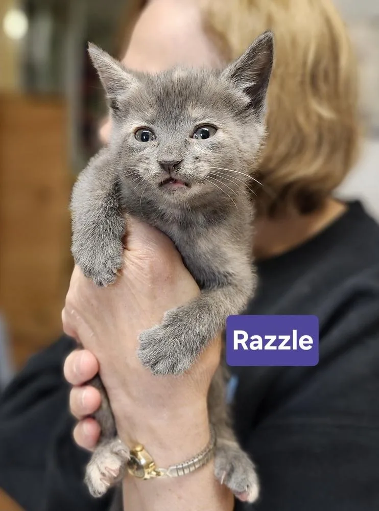 Razzle thumbnail 4
