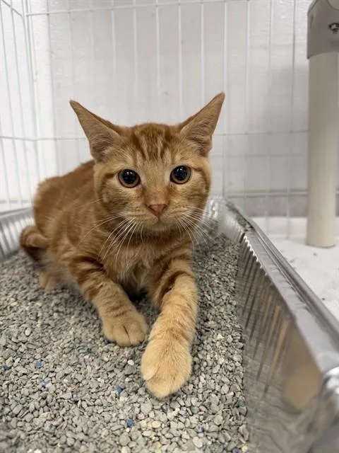 A baby small-sized male Domestic Short Hair cat named Cheddar for adoption in Naples, FL