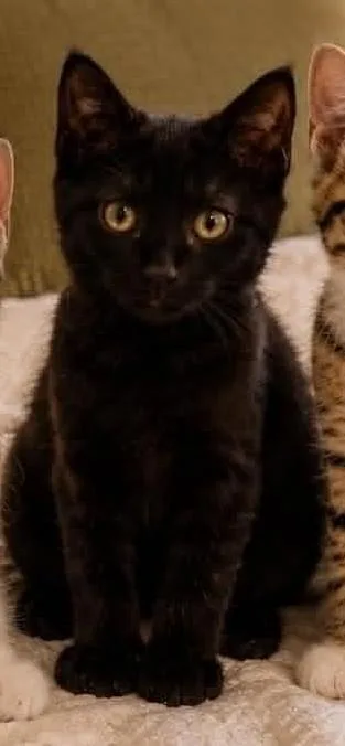 A baby small-sized female Black Domestic Short Hair cat named Briar for adoption in Beckley, WV