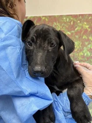 A young small-sized male Labrador Retriever dog named Sculpt for adoption in San Antonio, TX