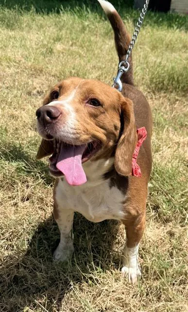 An adult medium-sized male Beagle dog named Doc for adoption in San Antonio, TX