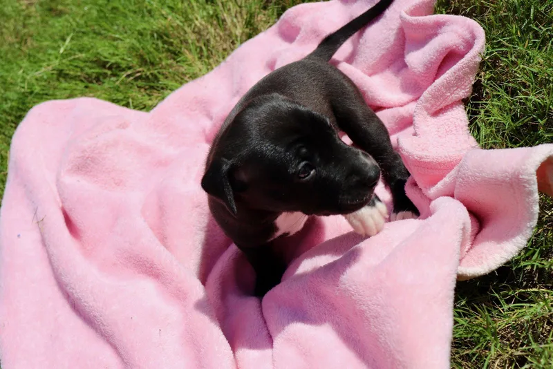 A baby medium-sized female American Staffordshire Terrier dog named Donut The Sweetest for adoption in Atlanta, GA
