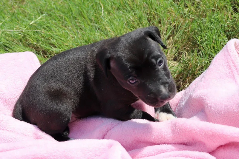 Donut  The Sweetest thumbnail 2