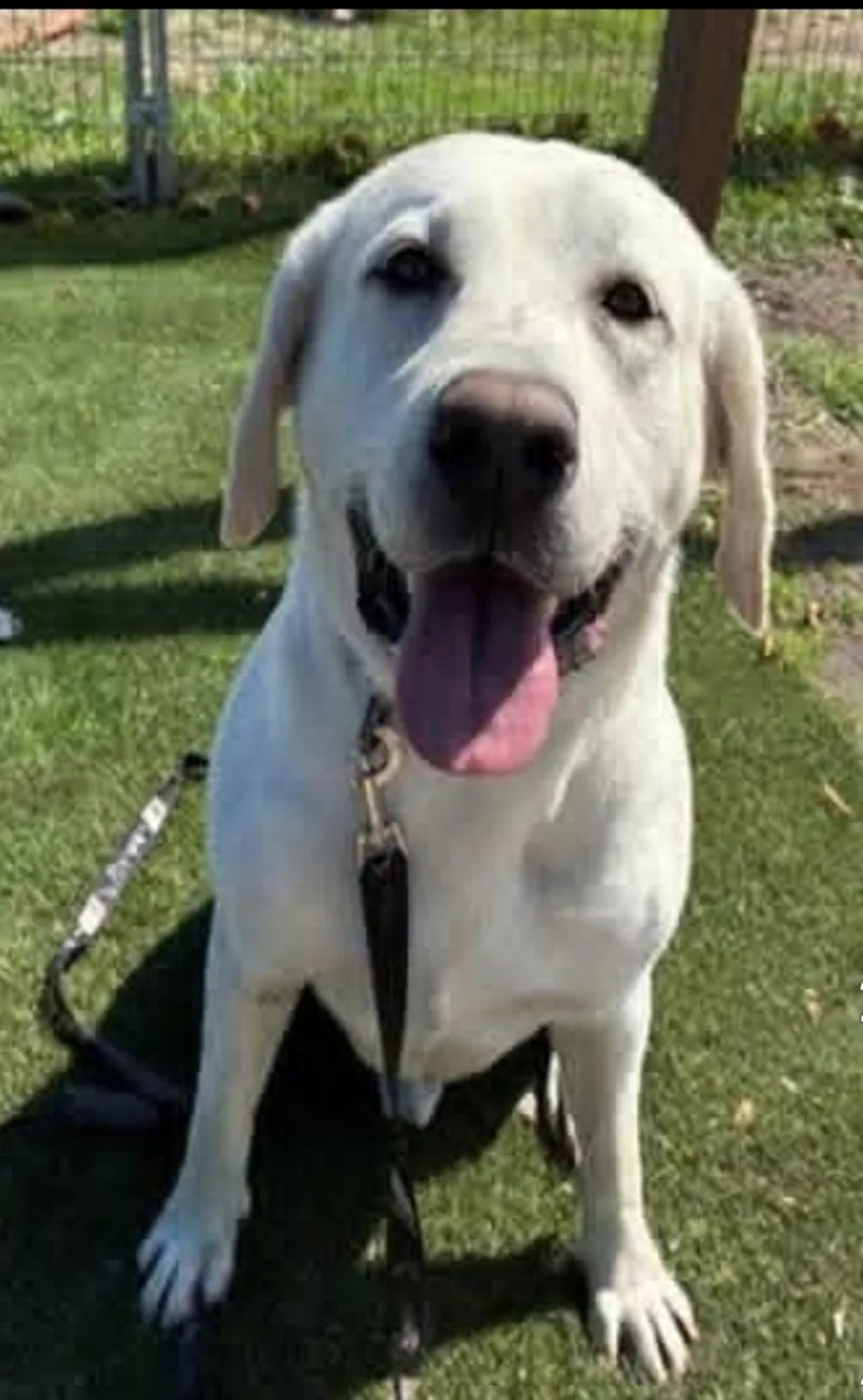 An adult large-sized male White / Cream Yellow Labrador Retriever dog named George sweet boy waterdog for adoption in Hermosa Beach, CA