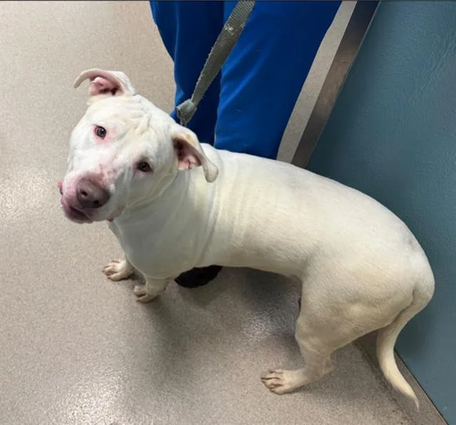 A young large-sized male Labrador Retriever dog named Milo for adoption in Newton, NC