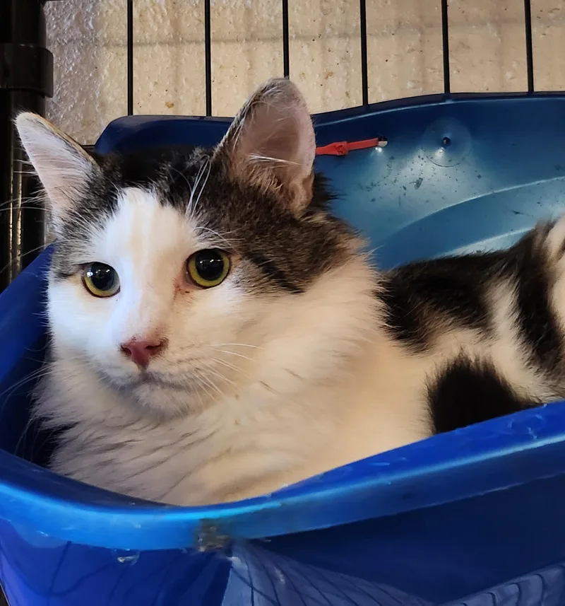 Mercutio thumbnail 2