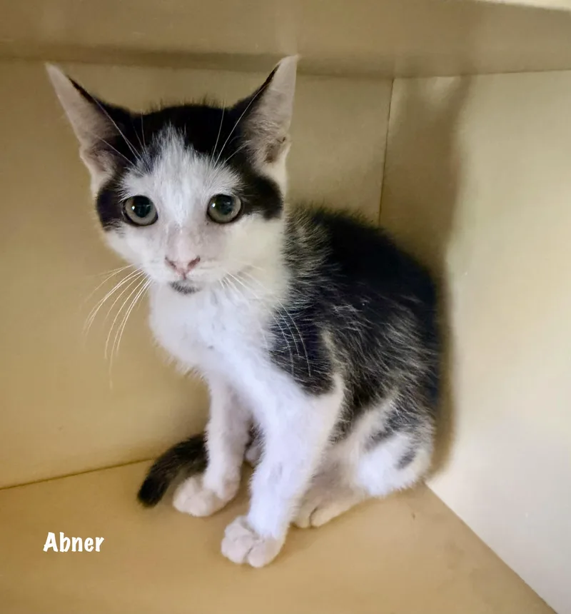 A baby medium-sized male White Domestic Short Hair cat named Abner for adoption in East Hartford , CT