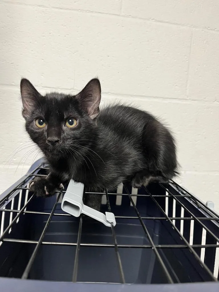A baby small-sized female Domestic Short Hair cat named Catalina for adoption in Troy, OH