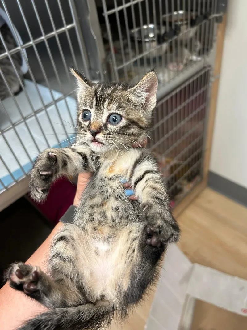 A baby medium-sized female Tabby (Brown / Chocolate) Domestic Short Hair cat named Pecan Pie for adoption in Santa Clara, CA