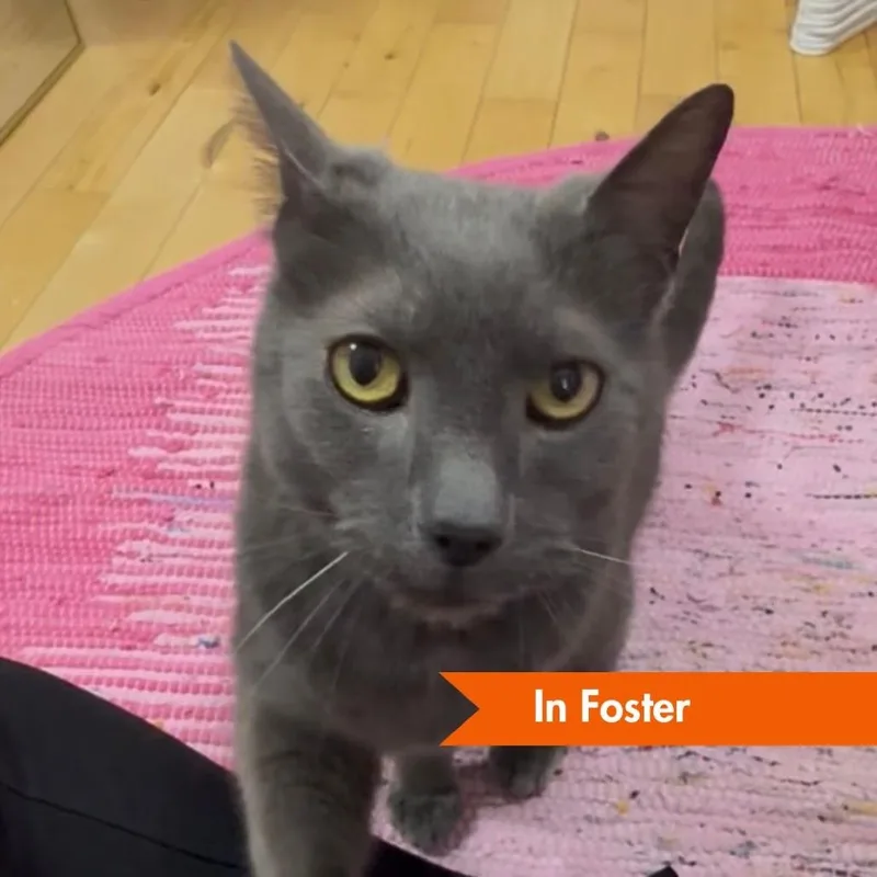 A senior large-sized male Gray / Blue / Silver Domestic Short Hair cat named Malcolm for adoption in Baltimore, MD