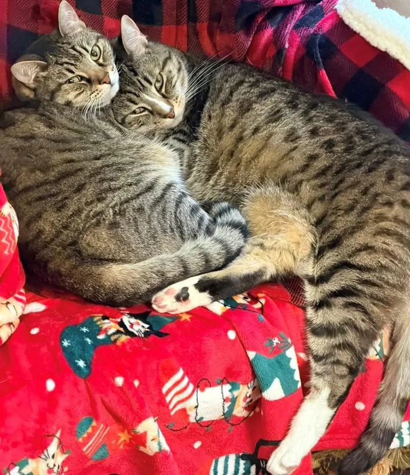 Bonded Adult Sibling Pair