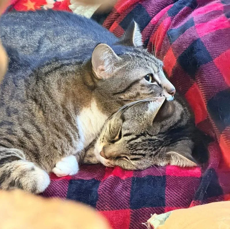 Bonded Adult Sibling Pair thumbnail 2