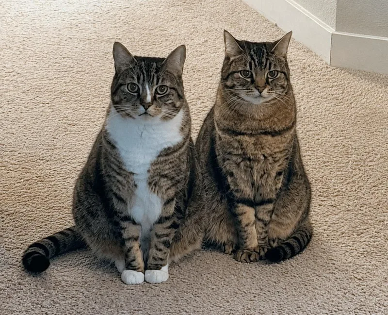 Bonded Adult Sibling Pair thumbnail 3
