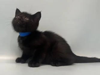 A baby small-sized male Domestic Short Hair cat named Rook for adoption in Golden Valley, MN