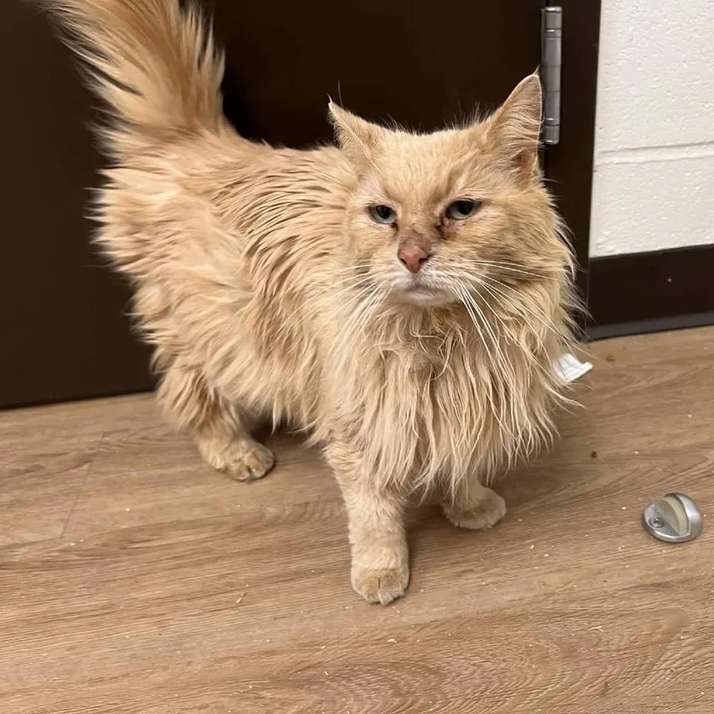 Honeybun thumbnail 2