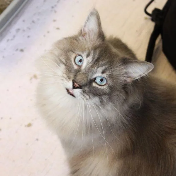 An adult large-sized male Domestic Long Hair cat named Snowbell  Bonded Buddy for adoption in Des Moines, IA