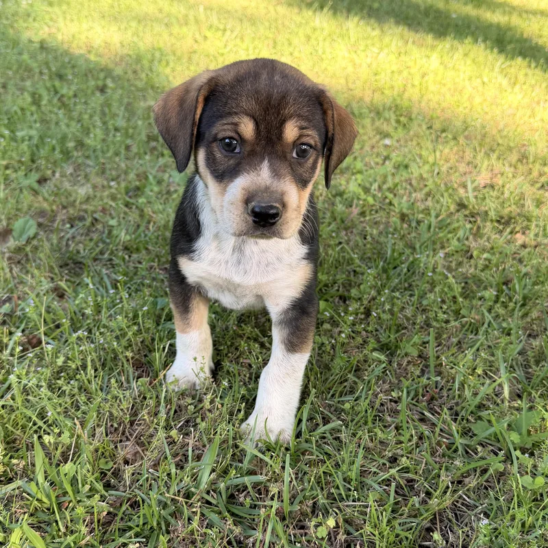 A baby medium-sized female Tricolor (Brown, Black, & White) Hound dog named Aslan for adoption in Warrior, AL