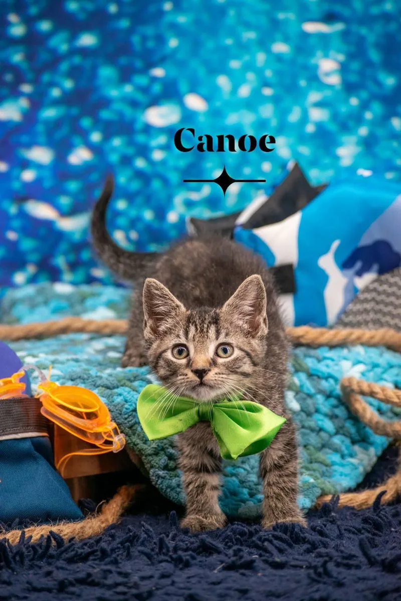 A baby small-sized male Tabby (Brown / Chocolate) Domestic Short Hair cat named Canoe for adoption in Sevierville, TN