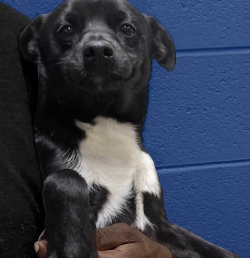 A young small-sized male Black Chiweenie dog named Mickey for adoption